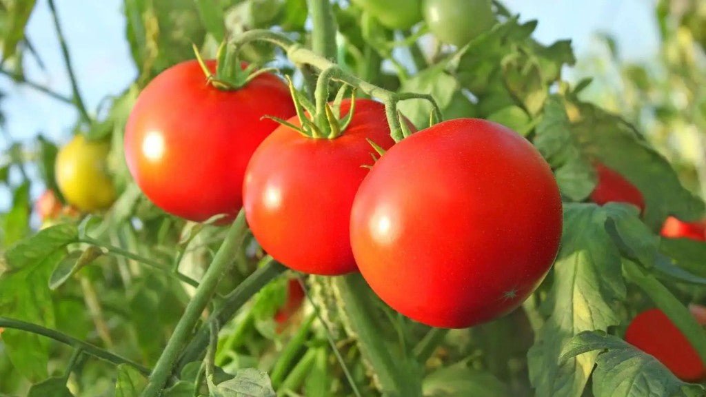 Cultivando Tomates em Casa com Canteiros Elevados de Metal: Guia para Iniciantes - Montar & Plantar