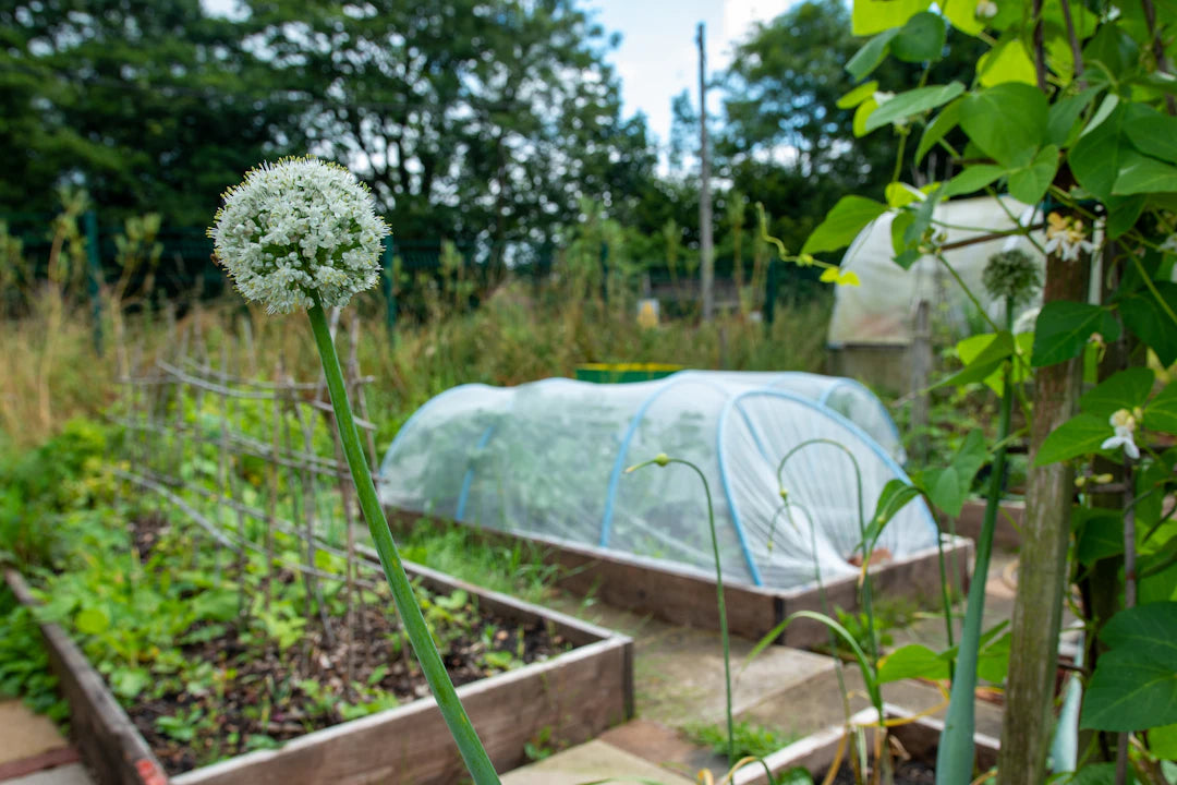 Canteiros Metálicos Elevados Praticidade para o Cultivo